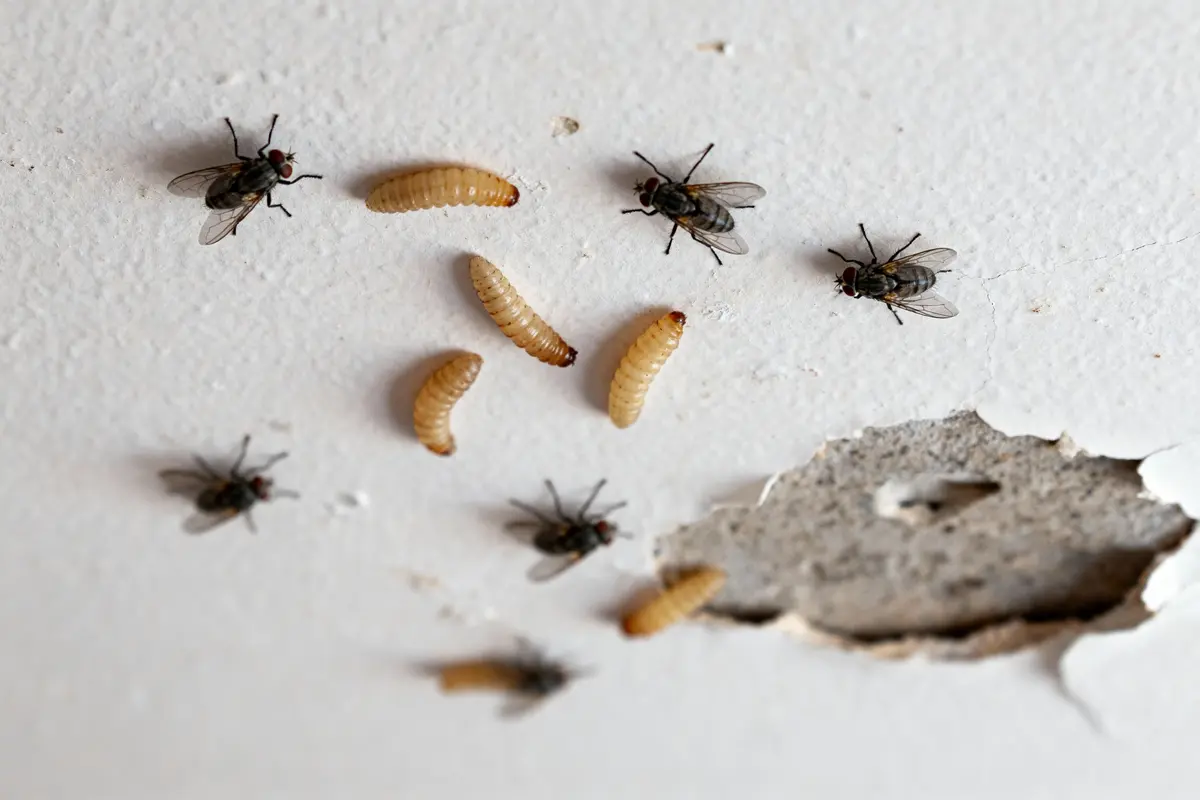 Mouches et larves sur un mur abîmé, avec peinture écaillée et trou visible.