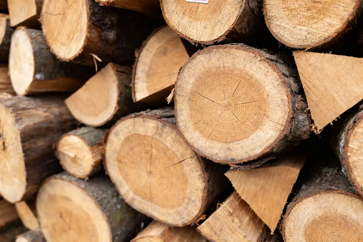 Bûches empilées, montrant des cercles concentriques et textures de bois naturel, coupe transversale.
