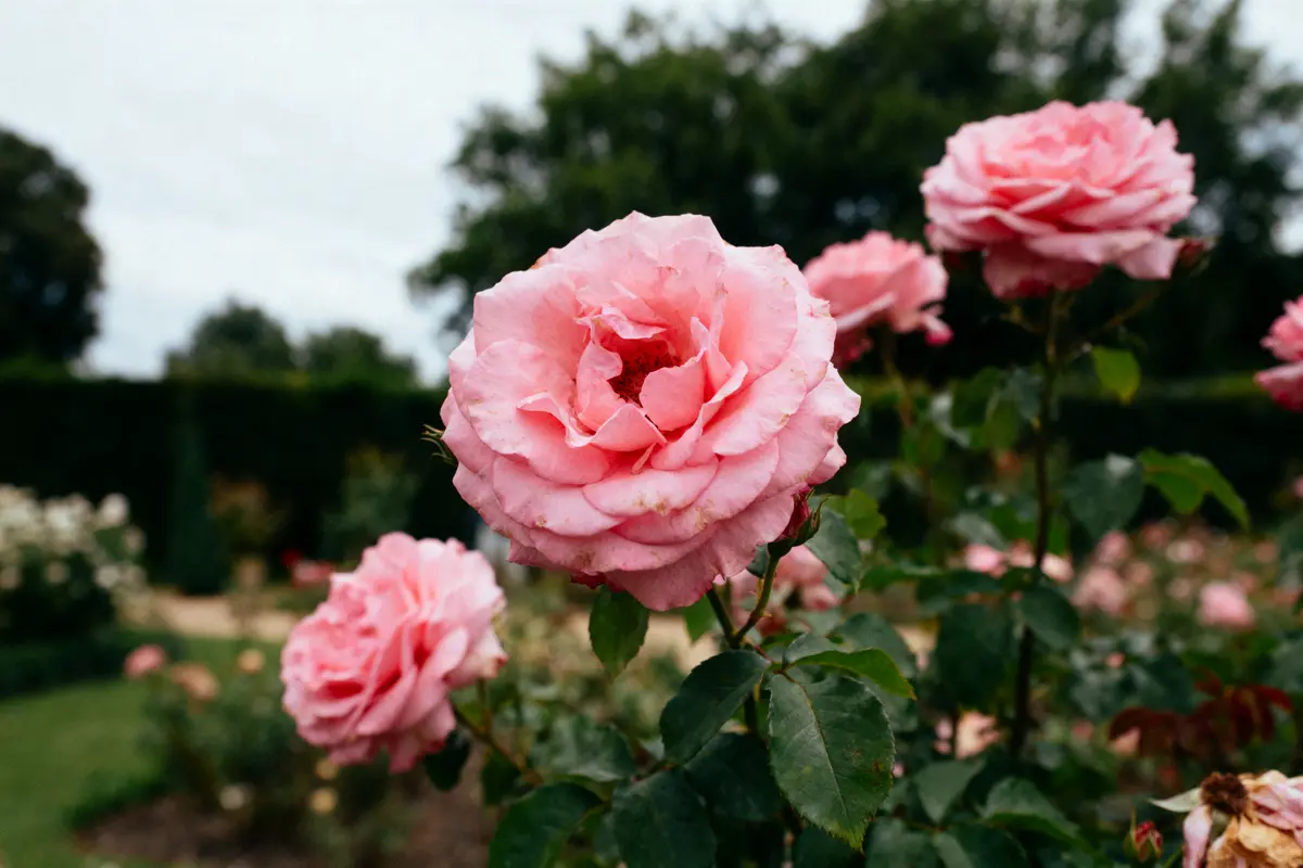 Rose rose en gros plan, entourée de feuillage vert, flou en arrière-plan dans un jardin verdoyant.
