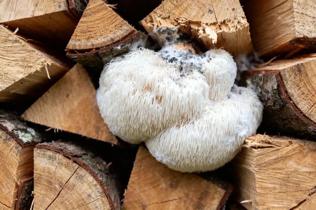 Bois de chauffage contaminé par merule blanche en gros plan sur la surface des bûches