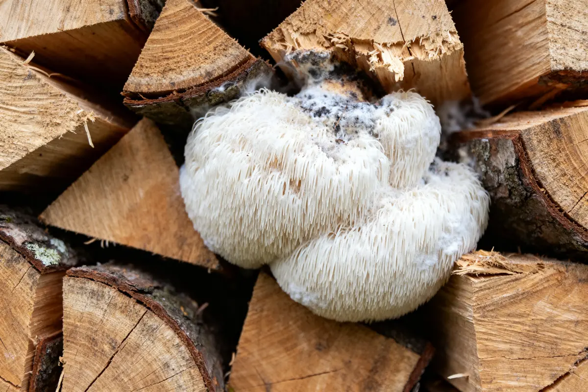 Bois de chauffage contaminé par merule blanche en gros plan sur la surface des bûches