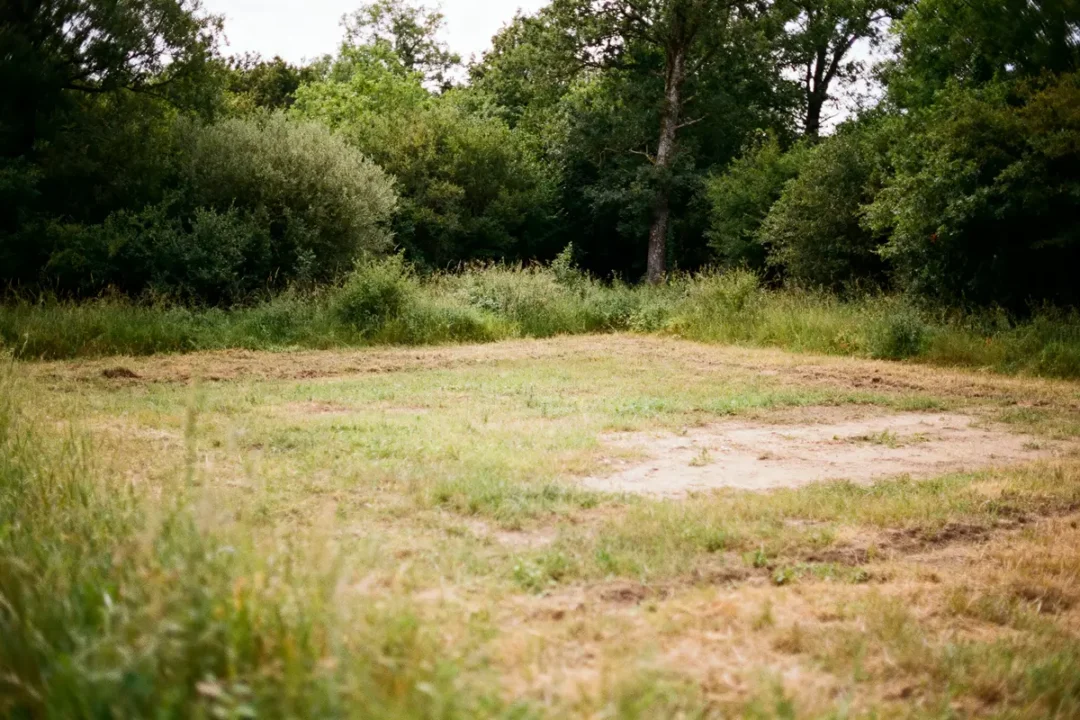 Clairière entourée d'arbres, expliquant 1 hectare en m2 dans un environnement naturel verdoyant