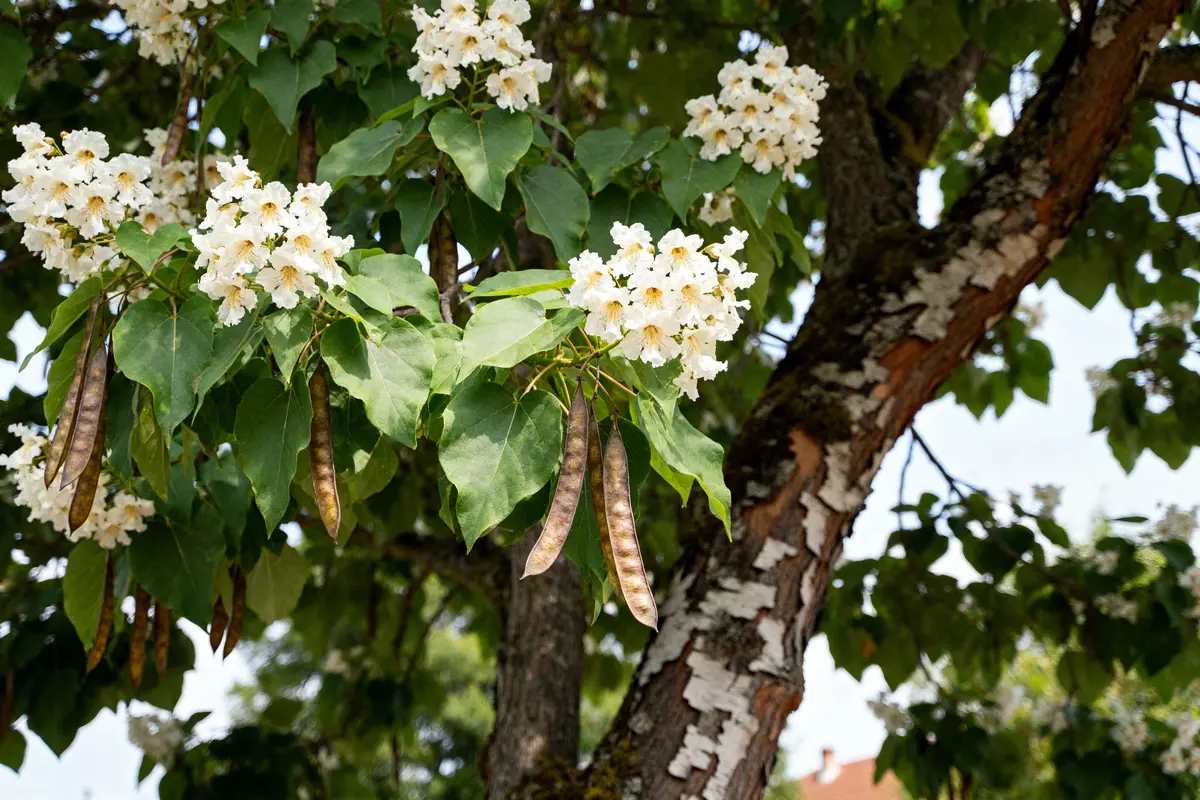 Fleurs blanches et gousses sur un arbre catalpa avec écorce texturée