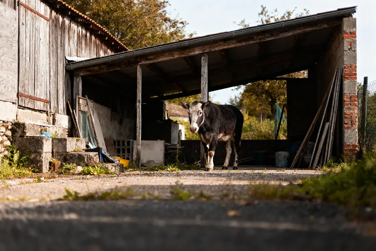 Jeune vache noire se tenant près d'un abri en bois dans une ferme rurale.