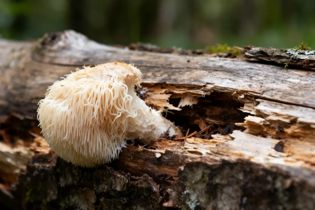 Champignon hérisson blanc poussant sur une bûche en décomposition, forêt en arrière-plan flou.