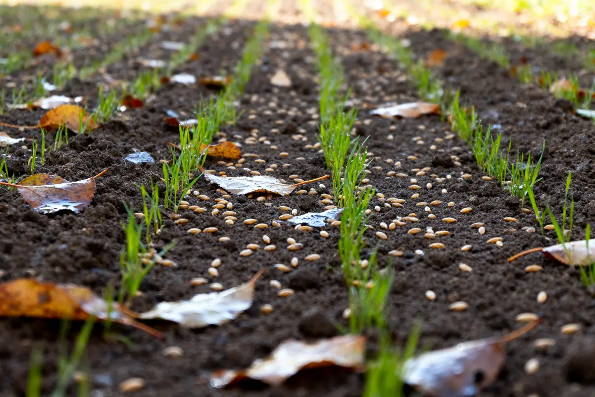 Jeunes pousses vertes émergent après le semi du gazon avec graines et feuilles au sol