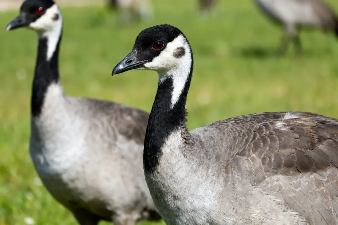 Deux oies sauvages sur herbe verte sous le soleil zimbra AgroParisTech
