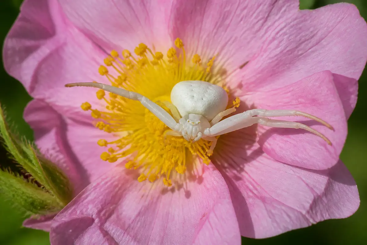 Araignée blanche sur fleur rose vibrant avec cœur jaune pétales délicats en gros plan