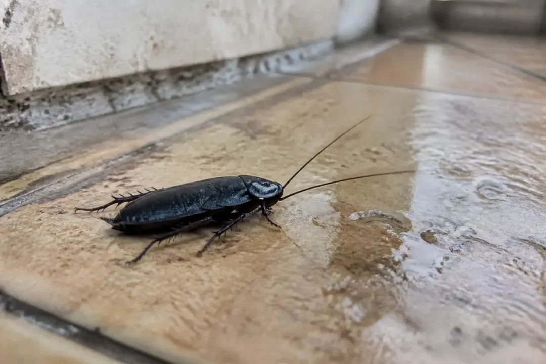 Cafard noir rampant sur du carrelage humide dans un coin de mur intérieur