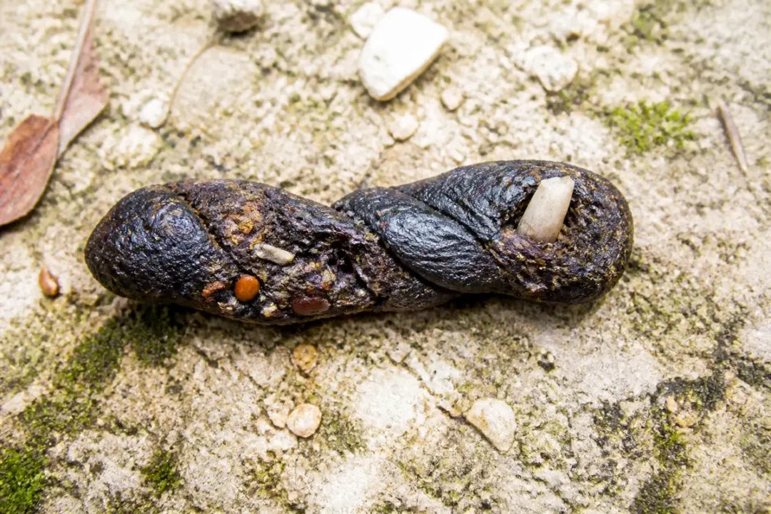 Déjection animale sur sol, identifiable comme crotte de fouine avec graines et insectes visibles