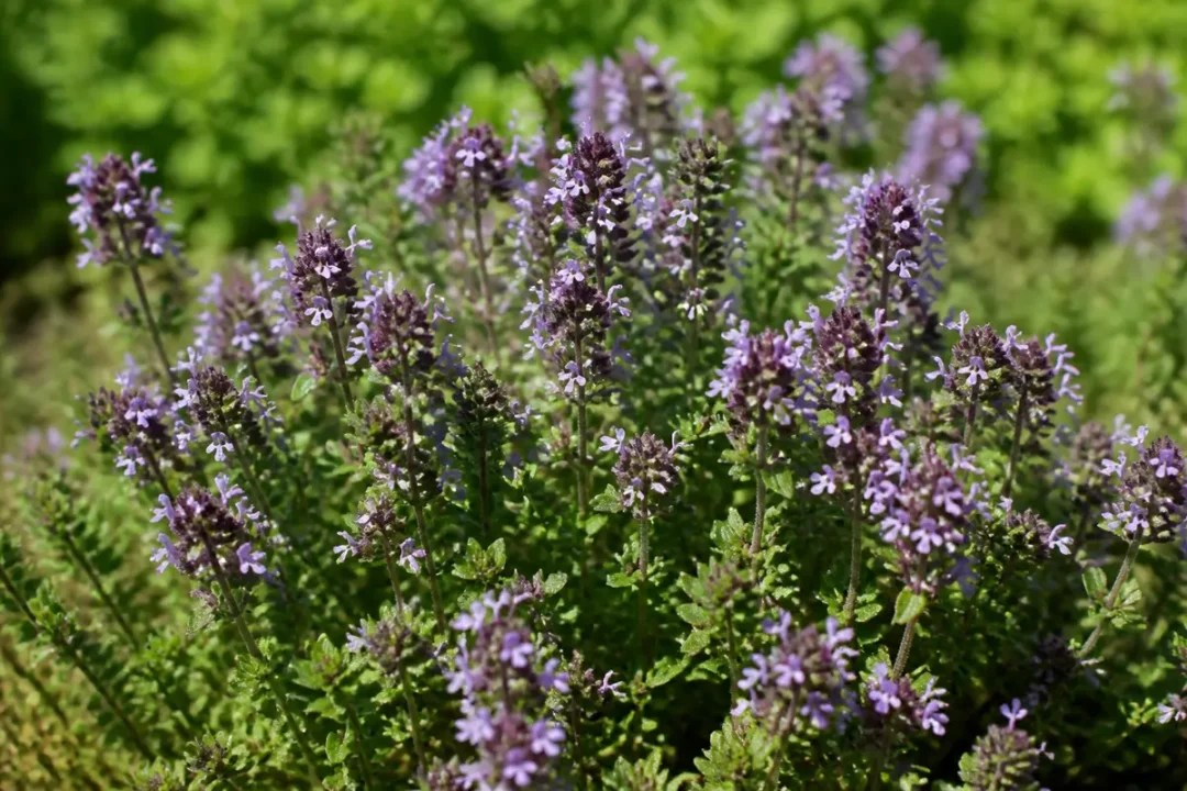 Serpolet en fleurs, illustrant le danger du serpolet pour certaines personnes sensibles.