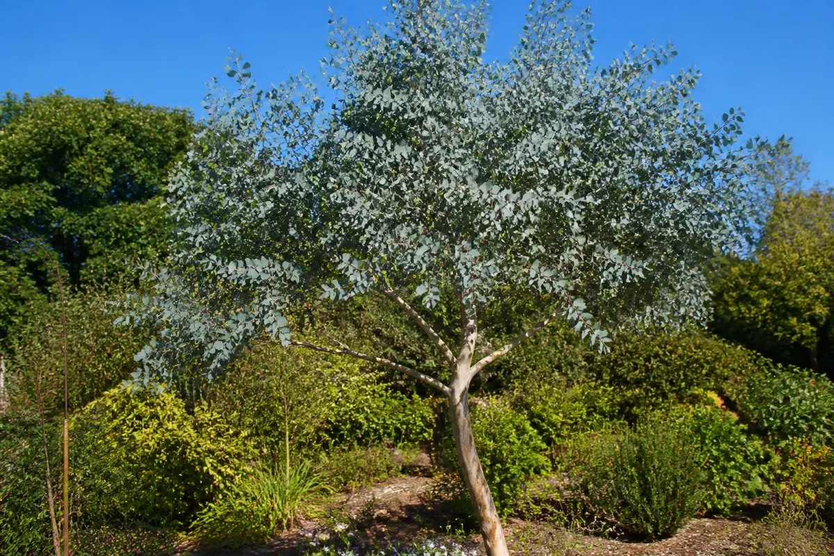 Eucalyptus gunnii en plein jardin avec feuillage argenté et ciel bleu en arrière-plan