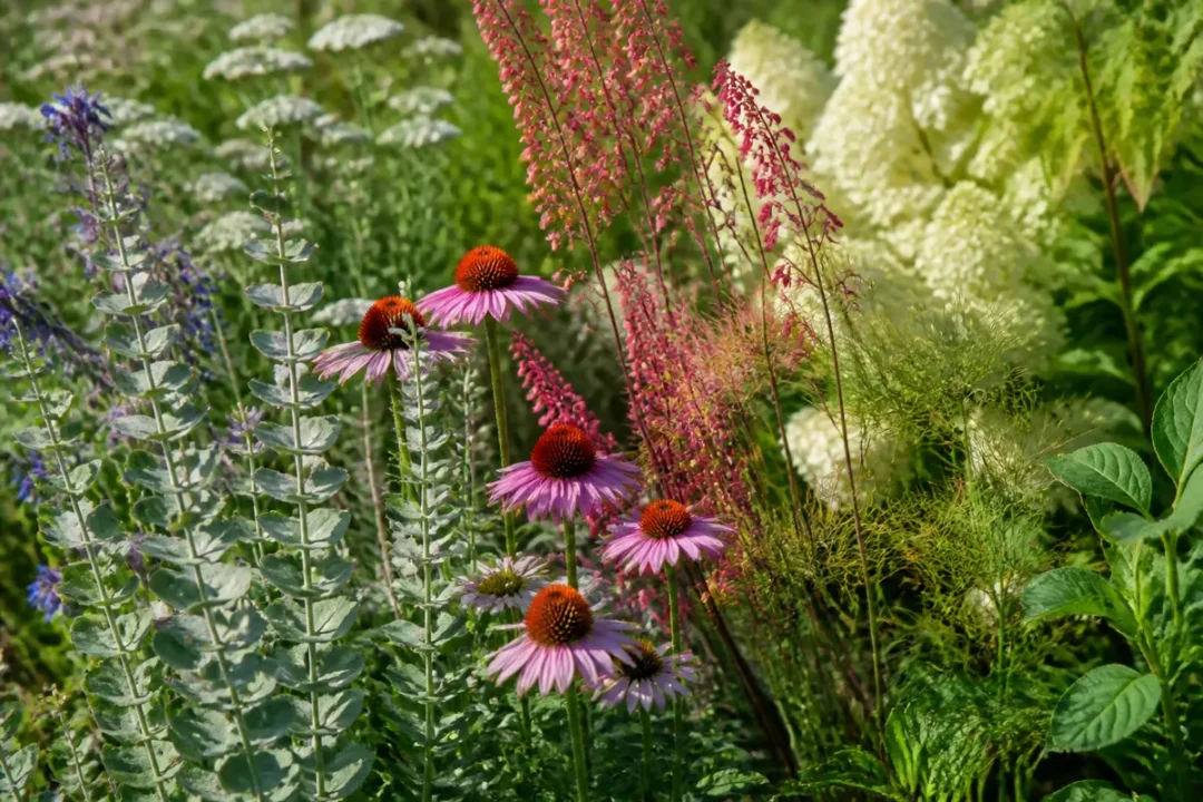 Jardin coloré avec échinacées et autres plantes, incluant une fleur en éblouissante, vivace.