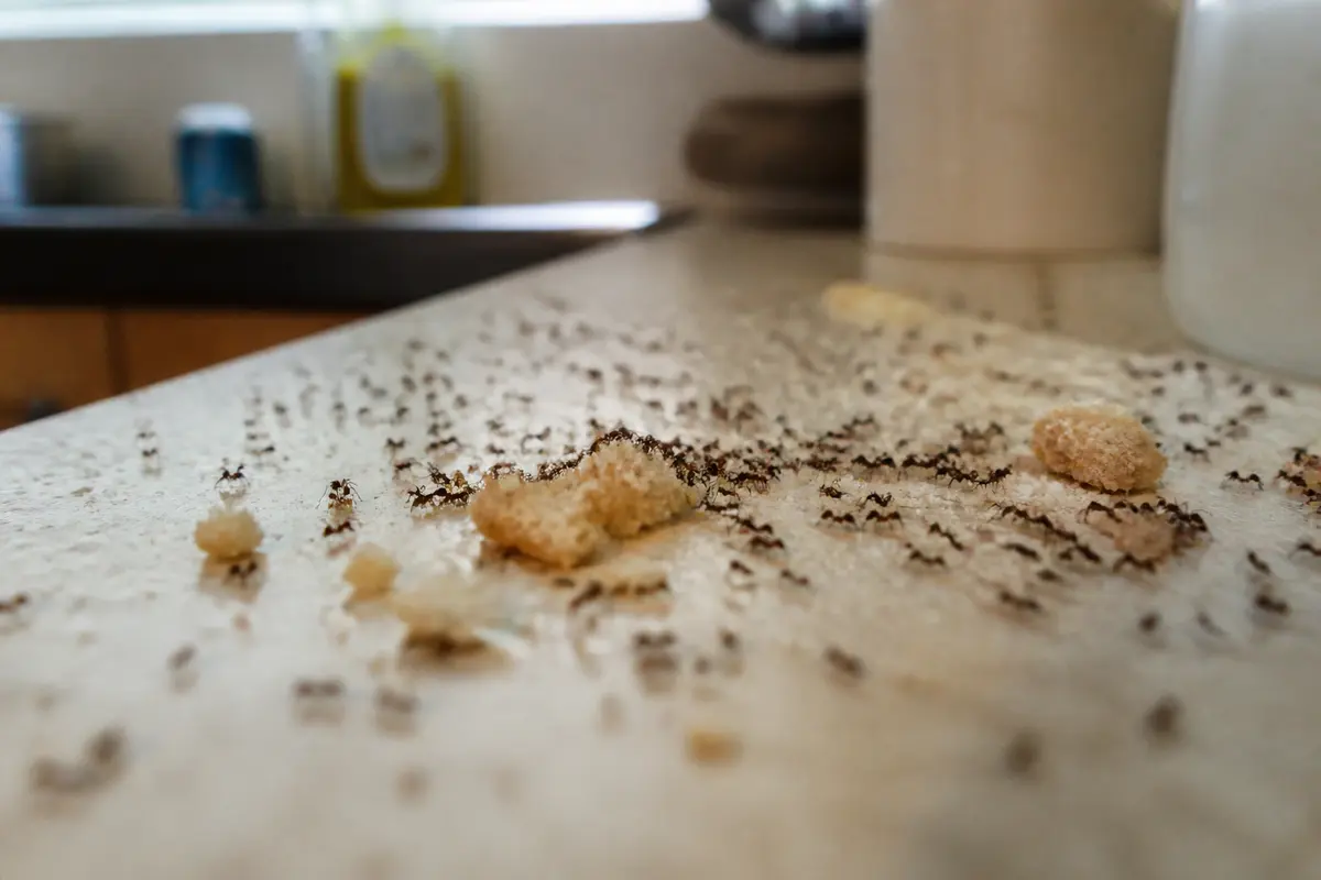 Fourmis dans la maison attirées par des miettes sur un comptoir de cuisine
