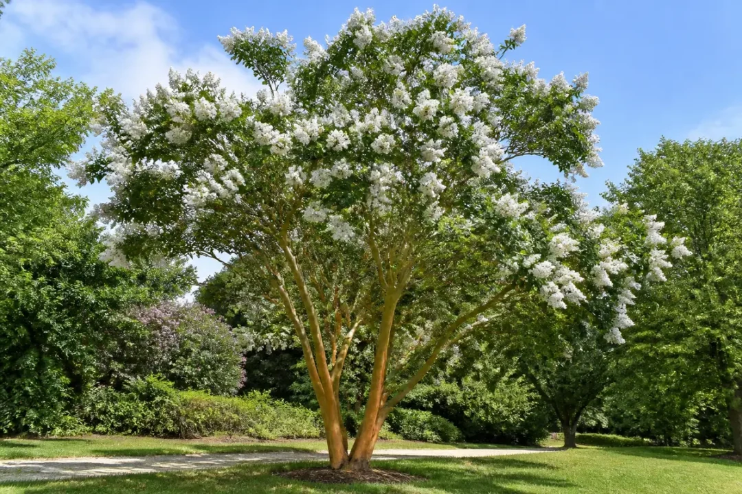 Arbre en fleurs, lilas du Japon, sous un ciel bleu dans un parc verdoyant