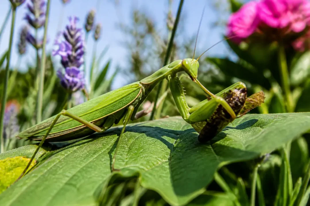 Mante religieuse verte mangeant un insecte sur une feuille avec des fleurs en arrière-plan