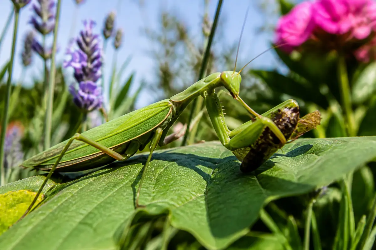 Mante religieuse verte mangeant un insecte sur une feuille avec des fleurs en arrière-plan