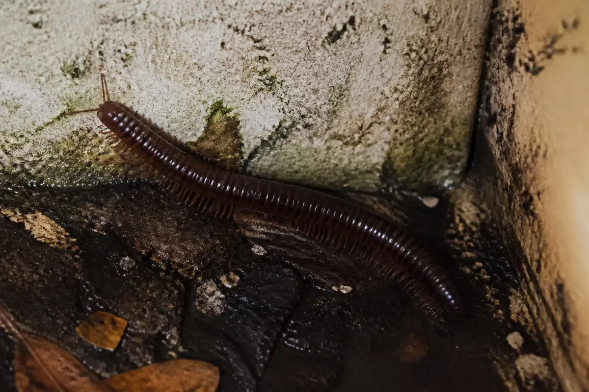 Mille-pattes rampant dans un coin humide de la maison contre un mur moisi