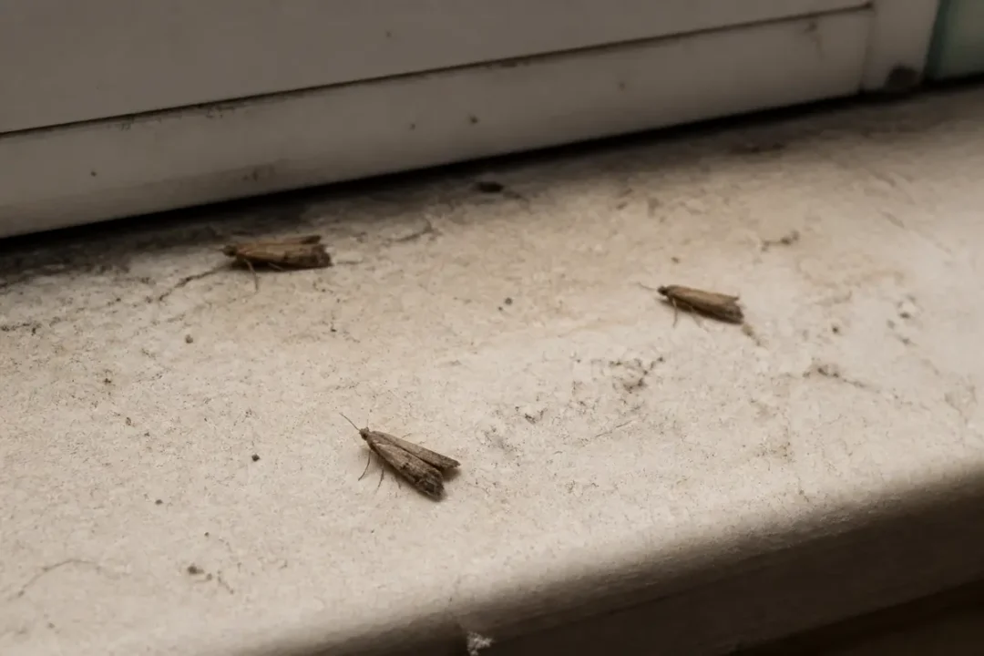 Trois insectes similaires à des mites de poussière sur un rebord de fenêtre sale