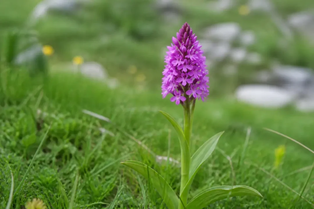 Orchidée sauvage violette sur fond d'herbe verte intégrant le nom d'une fleur alpine