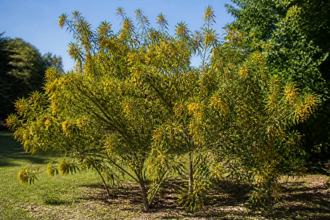 Arbre savonnier avec fleurs jaunes en pleine floraison dans un jardin verdoyant